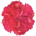 Bild von Geranium Hang P12 Double Royal Coral